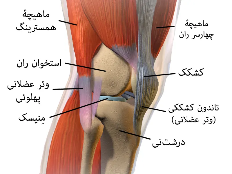 آناتومی عضلات زانو